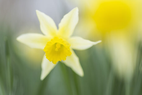 Wilde narcis - foto: Bob Luijks