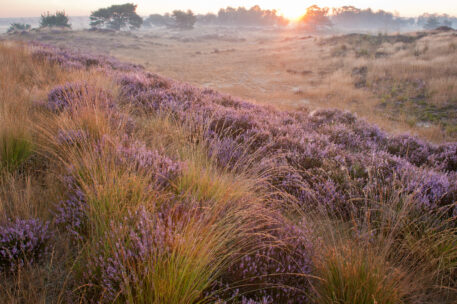 Heide - foto: Wim Dirckx