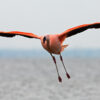 Chileense flamingo - foto: Menno Schaefer