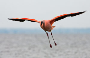 Chileense flamingo - foto: Menno Schaefer