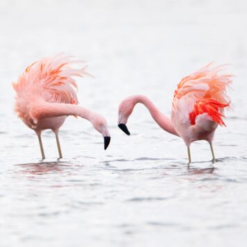 Chileense flamingo's - foto: Wilfred Marissen