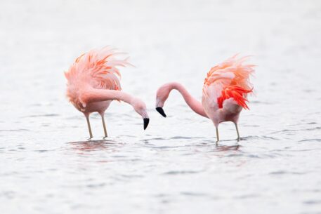 Chileense flamingo's - foto: Wilfred Marissen