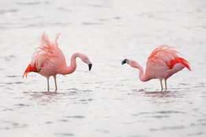 Chileense flamingo's - foto: Wilfred Marissen