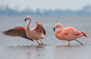 Chileense flamingo's -foto: Menno Schaefer