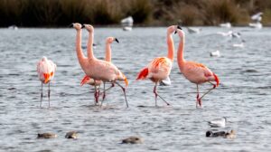 Flamingo's - foto: Gerard Manders