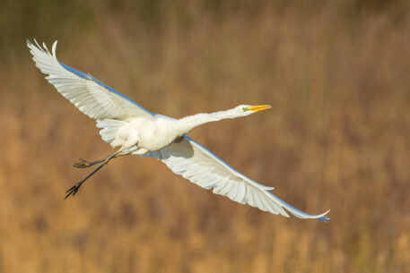 Grote zilverreiger - foto: Eric Feyen