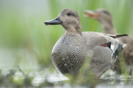 Koppel krakeend - foto: Wim Dirckx