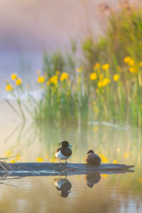Koppeltje kuifeend - foto: Tom Linster