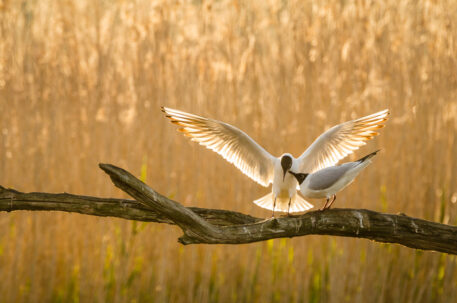 Kokmeeuw - foto: Hans Debruyne