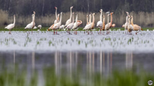 Flamingo's - foto: Ruud Lagraauw