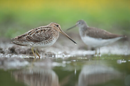 Watersnip en witgatje - foto: Wim Dirckx