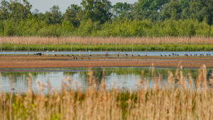 Flamingo-eiland - foto: Irma Marneth