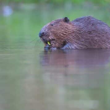 Bever - foto: Swa Bouvé