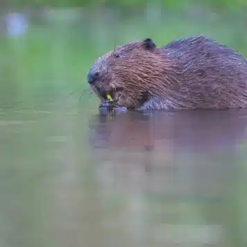 Bever - foto: Swa Bouvé