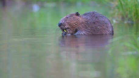 Bever - foto: Swa Bouvé