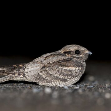 Nachtzwaluw- foto: Danny Laps