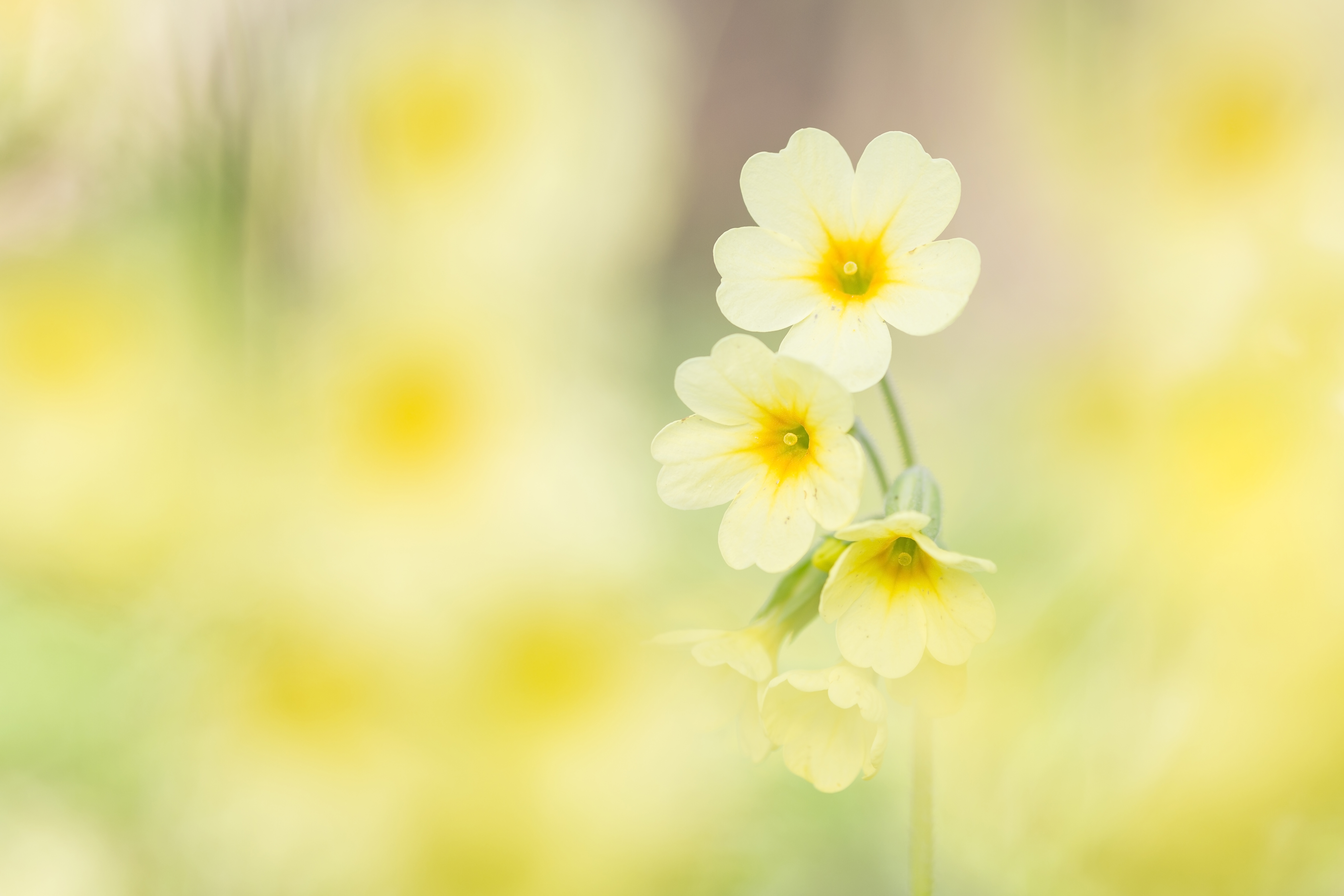 Slanke sleutelbloem - foto: Bob Luijks