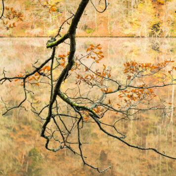 Cursus natuurfotografie met Sandy Spaenhoven in Hasselt 2025