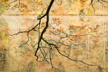 Cursus natuurfotografie met Sandy Spaenhoven in Hasselt 2025