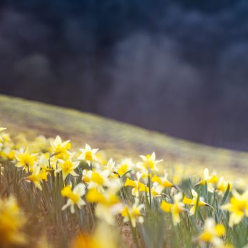 De Gouden Oversteek – zondag 11 april 2027