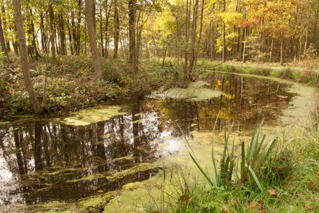 Bedmarlinie - foto: Ludo Goossens