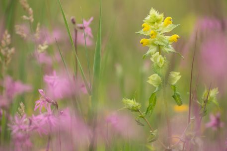 Grote ratelaar tussen echte koekoeksbloemen - foto: Ludo Goossens