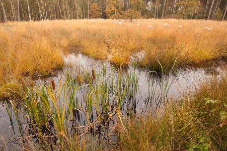 Natte heide met schapen - foto: Ludo Goossens