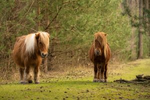 Grazende pony's - foto: Sandy Spaenhoven