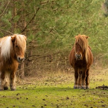 Grazende pony's - foto: Sandy Spaenhoven