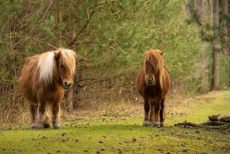 Grazende pony's - foto: Sandy Spaenhoven
