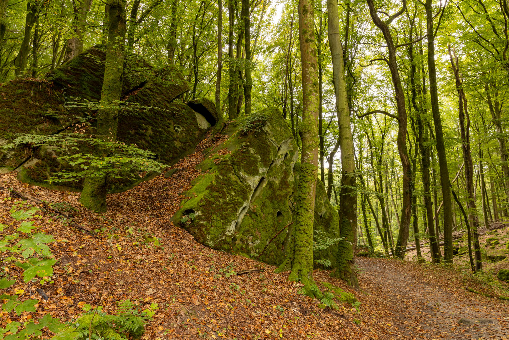 Grillig boslandschap - foto: Ann Backx