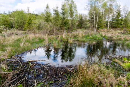 Beverdam - foto: Hans Debruyne