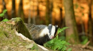 Das - foto: Ben Hellebaut