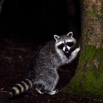 Wasbeer - foto: Hans Debruyne