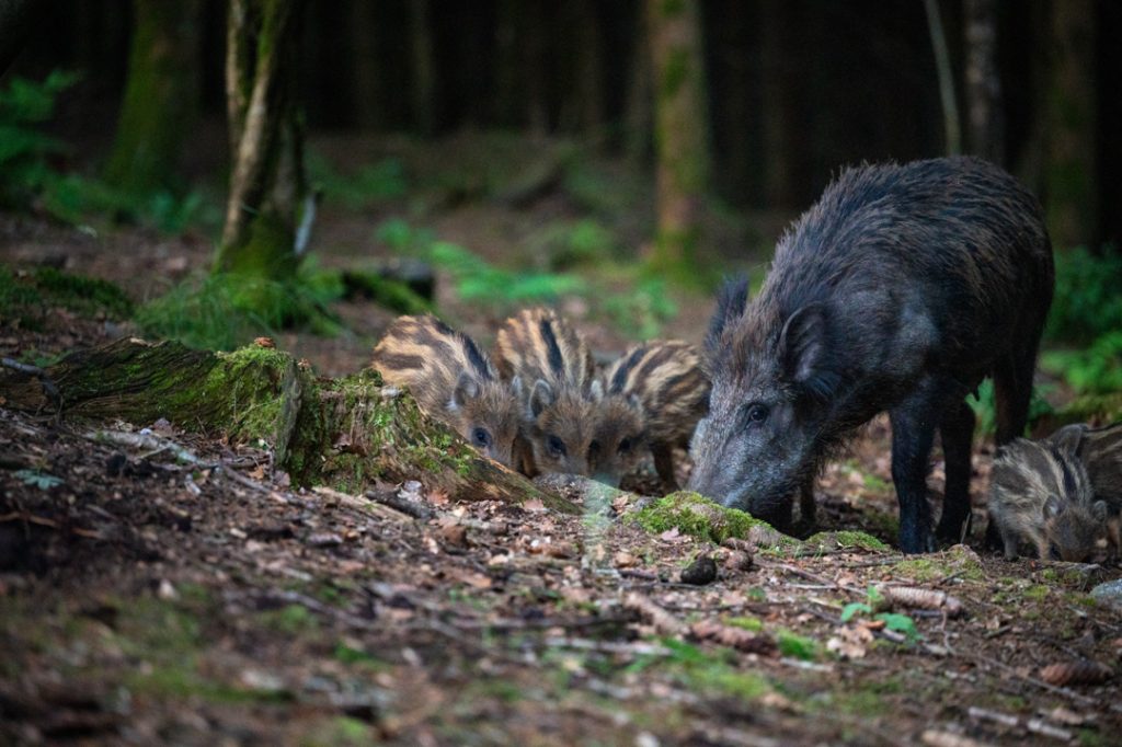 Wild zwijn met biggen - foto: Femke De Vuyst