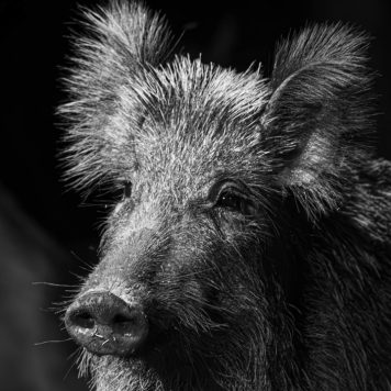 Wild zwijn - foto: Wim Geyskens