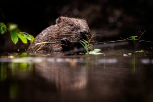 Bever - foto: Hans Debruyne