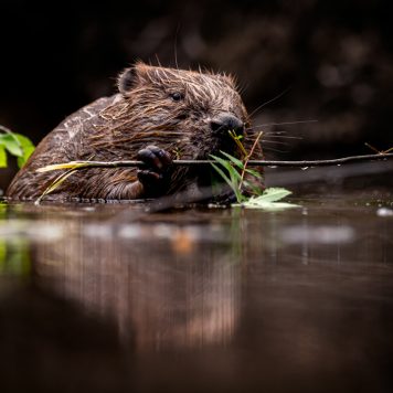 Bever - foto: Hans Debruyne