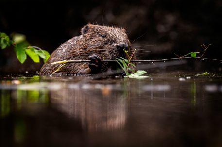 Bever - foto: Hans Debruyne