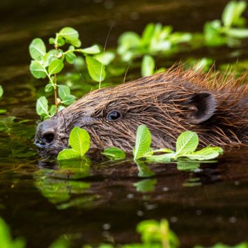 Bever - foto: Sandy Spaenhoven