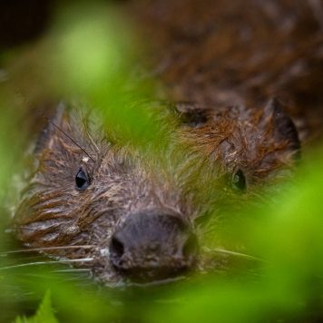 Bever - foto: Sandy Spaenhoven