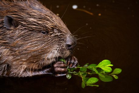 Bever - foto: Sandy Spaenhoven