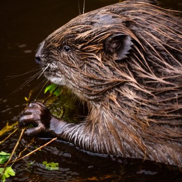 Bever - foto: Sandy Spaenhoven