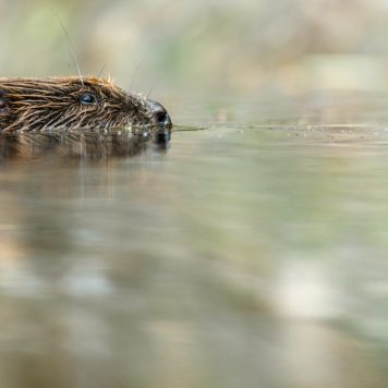 Bever - foto: Hans Debruyne