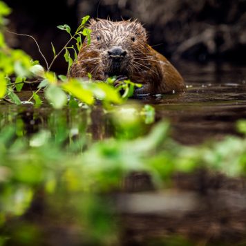 Bever - foto: Hans Debruyne