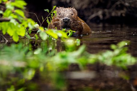 Bever - foto: Hans Debruyne