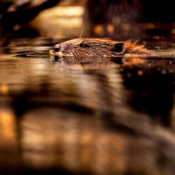 Bever - foto: Hans Debruyne