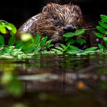 Bever - foto: Hans Debruyne