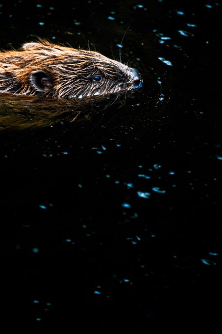 Bever - foto: Hans Debruyne