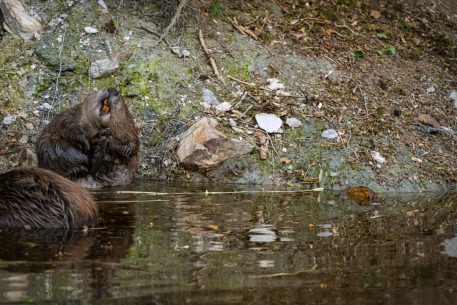 Bever - foto: Sandy Spaenhoven